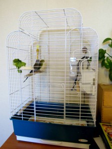 приму в дар попугая - птички1.jpg