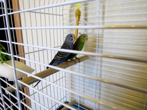 приму в дар попугая - птички2.jpg