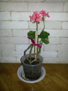 Красивая герань - 20160930_105616.jpg