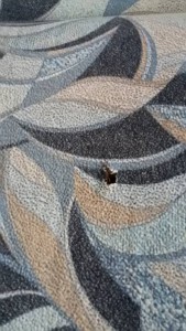 диван за услугу - 20161006_112105.jpg