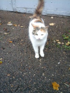 ВСЕМ ВСЕМ ВСЕМ Кошка в дом  - 20161006_093453.jpg