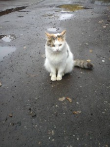 ВСЕМ ВСЕМ ВСЕМ Кошка в дом  - 20161006_093602.jpg