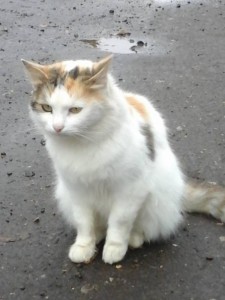 ВСЕМ ВСЕМ ВСЕМ Кошка в дом  - 20161006_093657.jpg