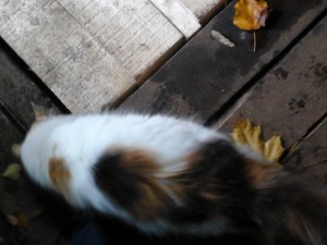 ВСЕМ ВСЕМ ВСЕМ Кошка в дом  - 20161006_093833.jpg