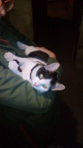 Выкинули Бусинку - IMG_20161010_000830.jpg