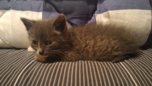 Маленький котёнок ищет дом  - P_20161010_000710.jpg