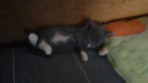 Маленький котёнок ищет дом  - P_20161008_233906_LL.jpg