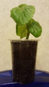 укорененный черенок бегонии - 1.jpg