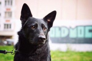 Москва и МО Метис немецкой овчарки по имени Хлоя - 1.jpg