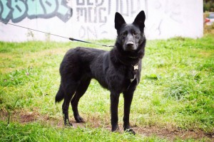 Москва и МО Метис немецкой овчарки по имени Хлоя - 2.jpg