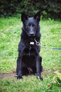 Москва и МО Метис немецкой овчарки по имени Хлоя - 3.jpg