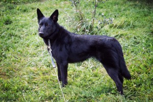 Москва и МО Метис немецкой овчарки по имени Хлоя - 4.jpg