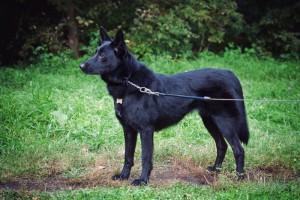 Москва и МО Метис немецкой овчарки по имени Хлоя - 5.jpg