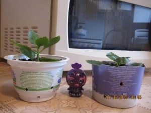 Отдам гардению и цветущий каланхоэ- Отдала  - 2016-10-17 07-45-18.JPG