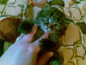 очаровательный котёнок в дар - 14102016(006).jpg