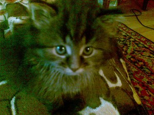 очаровательный котёнок в дар - 14102016(009).jpg