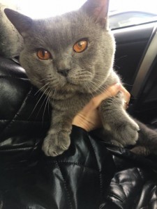 Отдам даром ,, Британца  - image.jpeg