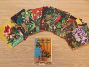 Отдам открытки Комнатные растения  - DSCN1936.JPG