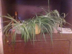 хлорофиттумы - WCvp2Hi6DUs.jpg