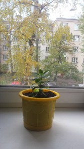 Отдам цветок Каланхоэ даром - 20161023_133419.jpg