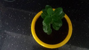 Отдам цветок Каланхоэ даром - 20161023_133448.jpg