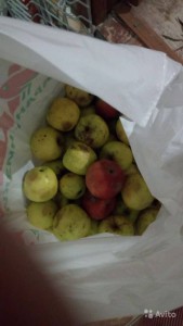 отдано - 3117698204.jpg