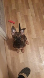 СРОЧНО ОТДАМ ЩЕНКА МЕТИС МАЛИНУА 4 МЕСЯЦА - z0IAupCZ64E.jpg