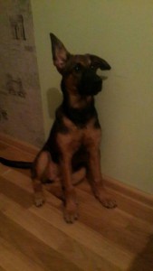 СРОЧНО ОТДАМ ЩЕНКА МЕТИС МАЛИНУА 4 МЕСЯЦА - u9-k3uRBJ2o.jpg