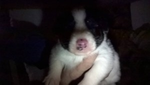 щенки в добрые руки - WP_20161027_14_02_01_Pro.jpg