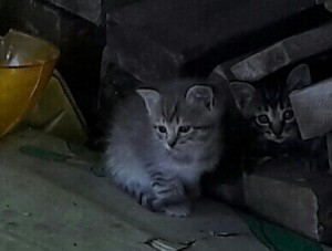 отдам даром котят  - 20160816_160908-1-1-1.jpg