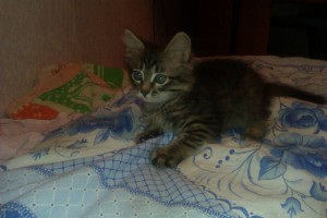 котята в дар: 2 черных мальчика и полосатка девочка - 31958683-d5da-4219-af6c-b4d5cedf0469.jpg