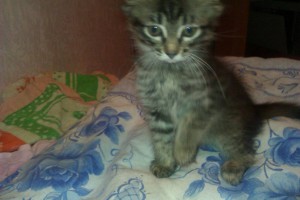 котята в дар: 2 черных мальчика и полосатка девочка - 050d8997-3dd9-4e07-82f0-0b65406e48bd.jpg