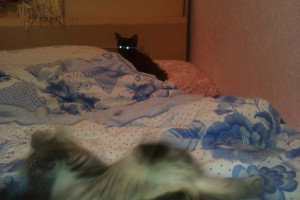 котята в дар: 2 черных мальчика и полосатка девочка - c34545c8-7f10-45f9-ab13-d9912e144b65.jpg