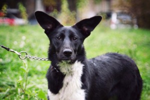 Москва и МО Щенок по имени Марго - 1.jpg