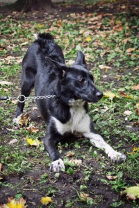 Москва и МО Щенок по имени Марго - 2.jpg