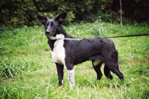 Москва и МО Щенок по имени Марго - 3.jpg