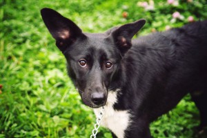 Москва и МО Щенок по имени Марго - 5.jpg