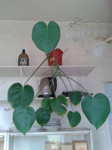 отдам комнатные цветы - 0e3c1c07-f060-4ca9-8bfb-a279c166332e.jpeg