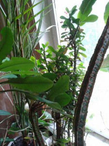 отдам комнатные цветы - 1adcf36b-6b8e-477a-b8fa-40594ecb1f58.jpeg