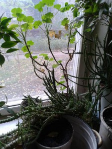 отдам комнатные цветы - 2b040e3c-925b-4462-9277-75895427deed.jpeg