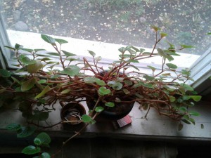 отдам комнатные цветы - 8976f935-9330-45cc-9d05-428dd86f42f3.jpeg