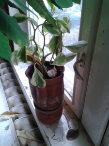 отдам комнатные цветы - 28078bc1-5f1a-43a0-a76b-5a0e725a4c2c.jpeg