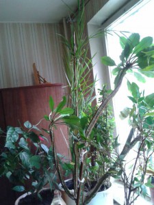 отдам комнатные цветы - b152bf5a-67d3-48ef-b65b-7228cbbae44b.jpeg