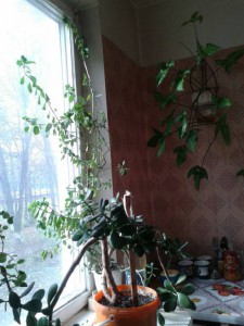 отдам комнатные цветы - ad29c93e-1fe7-4d3c-ae6e-f2df5d0c4f4f.jpeg