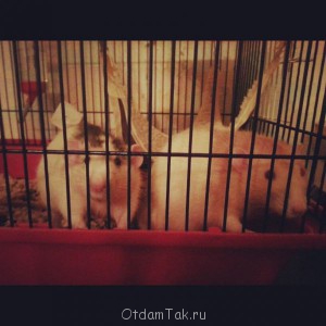 Два крыса дамбо СРОЧНО - d8ooQx05F70.jpg