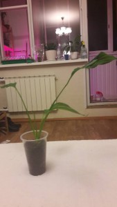 детка спатифиллума в дар ОТДАНО - 1.jpg
