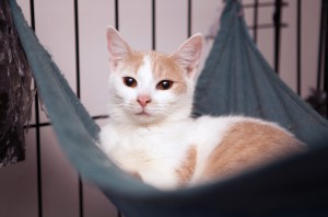 Кошка Алиса потеряла хозяев. В добрые и ответственные руки  - кошка алиса.jpg