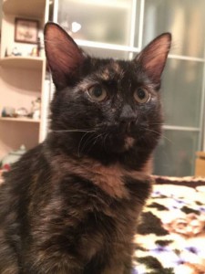 Москва и МО ЗаМУРчательный котенок Майя - 2.jpg