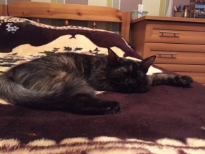 Москва и МО ЗаМУРчательный котенок Майя - 3.jpg