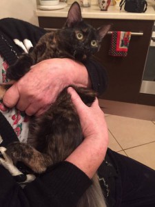 Москва и МО ЗаМУРчательный котенок Майя - 4.jpg